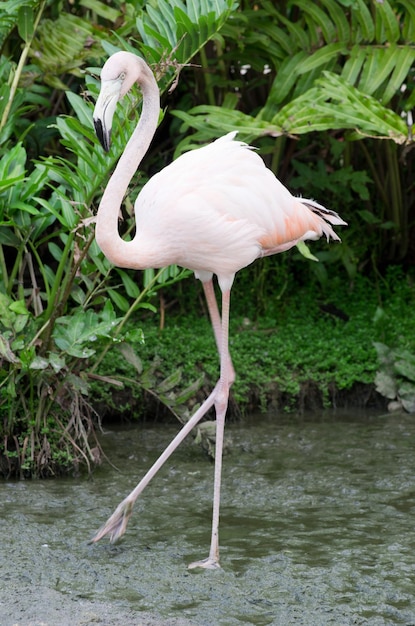 flamants roses