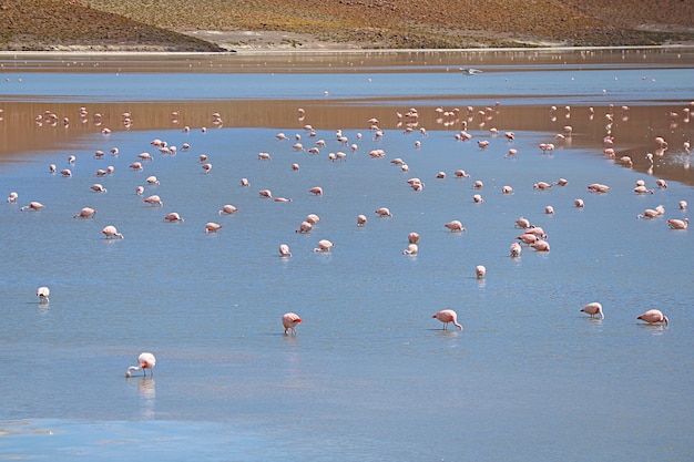 Flamboyance des flamants roses paissant à Laguna Hedionda, le lac salin dans l'Altiplano bolivien