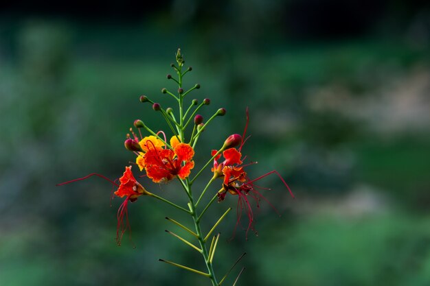 Flamboyant et The Flame Tree Royal Poinciana avec des fleurs orange vif dans le parc en Inde