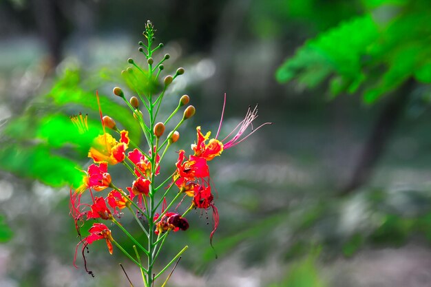 Flamboyant et The Flame Tree Royal Poinciana avec des fleurs orange vif dans le parc