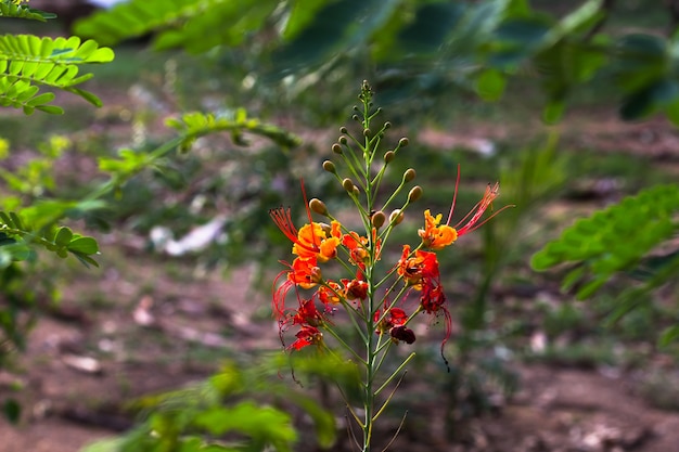 Le Flame Tree Royal Poinciana Delonix regia est une espèce de fleurs orange vif de plan de floraison