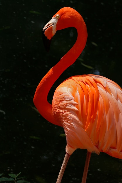 Flamingo closeup over dark