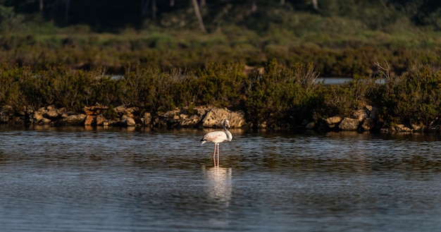 Flamingo sur un lac immobile avec son reflet sur l'eau