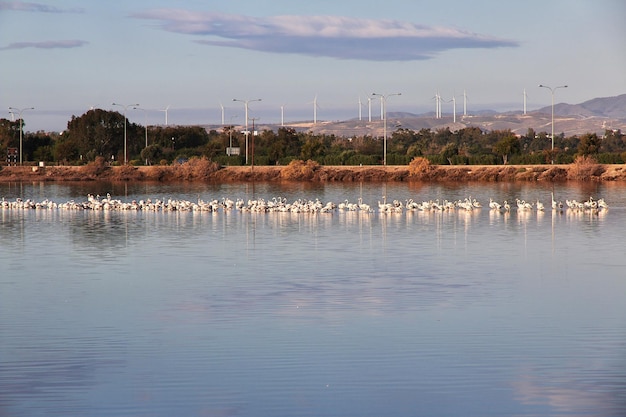 Flamingo sur le lac salé à Larnaca, Chypre