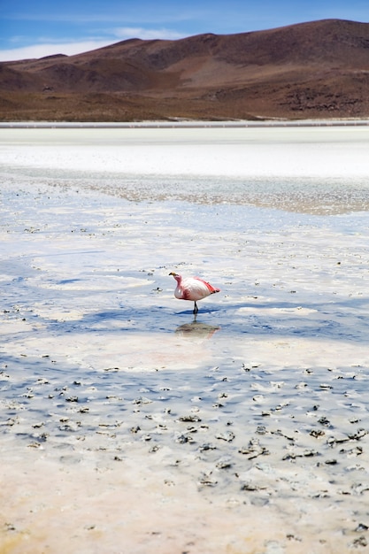 Flamingo à Laguna Hedionda en Bolivie