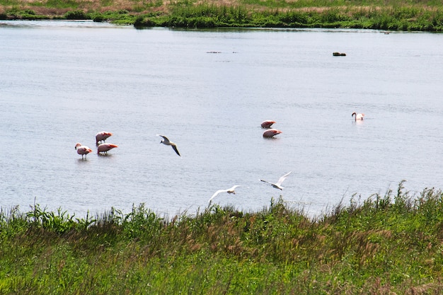 Flamingo à Laguna Nimez Reserva à El Calafate, Patagonie, Argentine