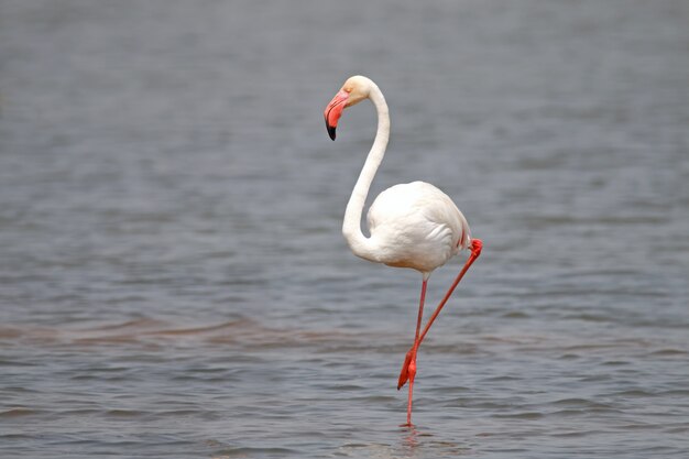 Flamingo Phoenicopteridae Beaux oiseaux se détendre dans l&#39;étang