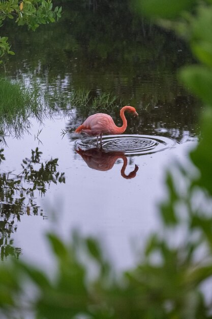 Photo flamingo rose se reposant dans un lagon sous la pluie sur l'île d'isabela dans l'archipel des galapagos