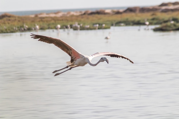 Flamingo volant dans le ciel Tunis Tunisie