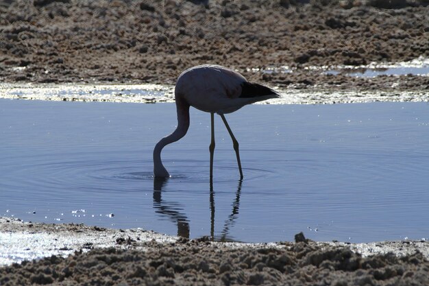 Flaminogs dans le Salar d'Atacma au Chili