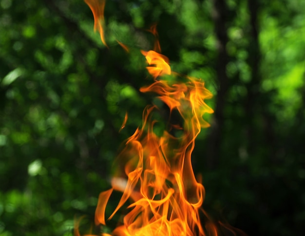 Photo flamme dans le jardin