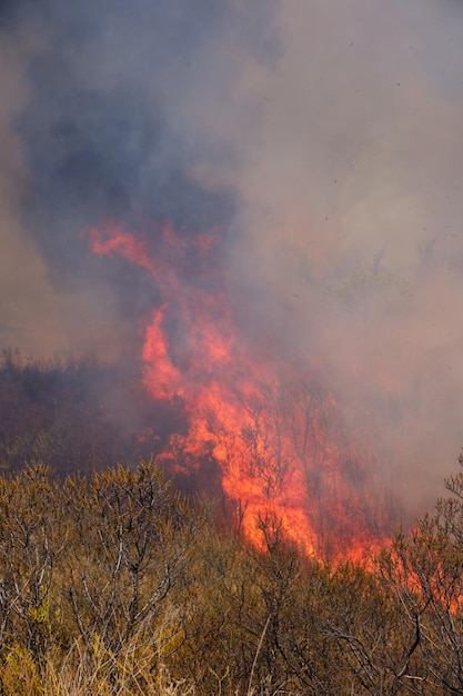 Flamme rouge de langues et herbe jaunie sèche brûlante dans la fumée