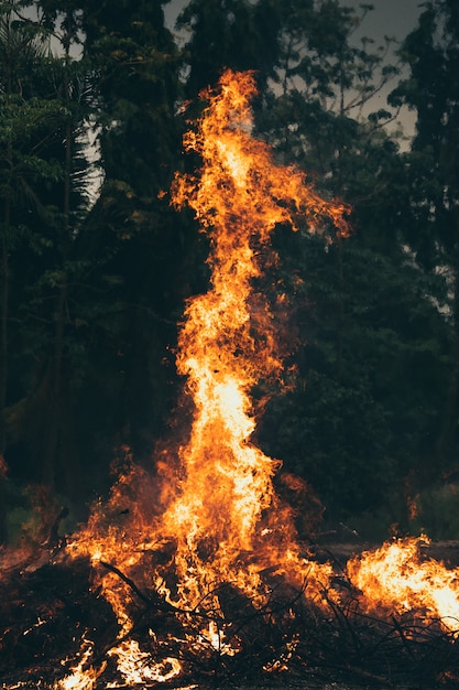 Flammes de feu sur la forêt