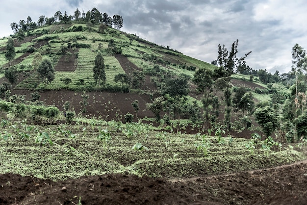 A flanc de montagne au Nord Kivu, RDC