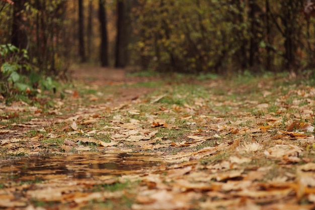 Flaque d'eau de pluie sur la route dans la forêt Nature d'automne lumineuse dans la forêt par temps pluvieux