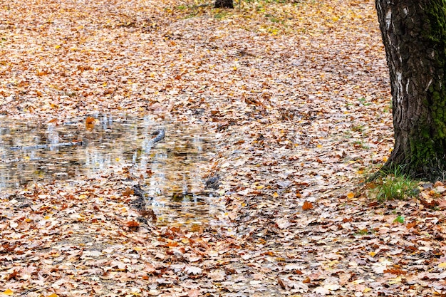 Flaque de pluie couverte de feuilles tombées dans la voie de roue