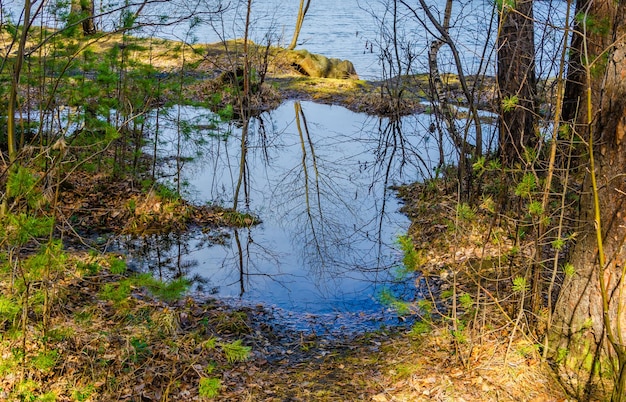 flaques d'eau de fonte dans la forêt un jour de printemps