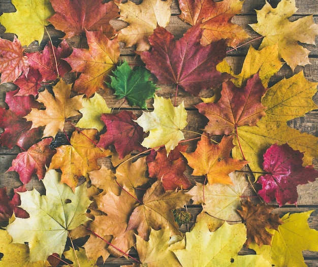 Flatlay de feuilles d'érable colorées jaunes et rouges tombées