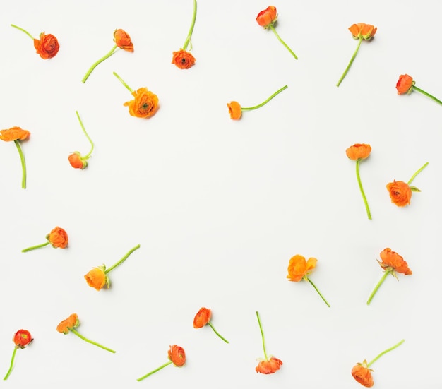 Flatlay de fleurs de renoncule orange sur fond blanc copie espace