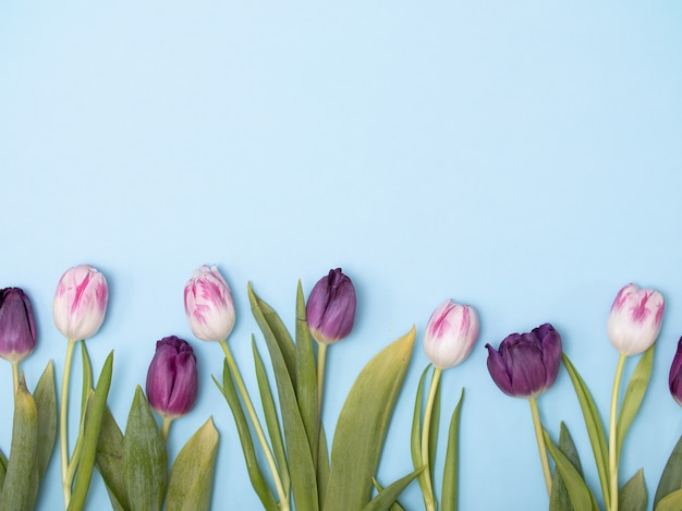 Flatlay de tulipes de printemps sur fond bleu.