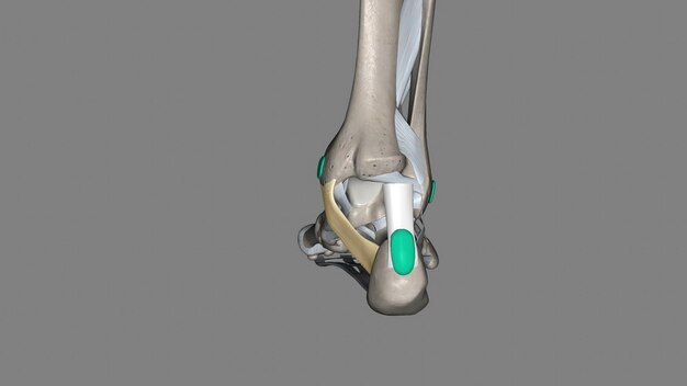 Photo le fléchisseur rétinaculaire du pied s'étend du malléole médial au-dessus au calcané en dessous