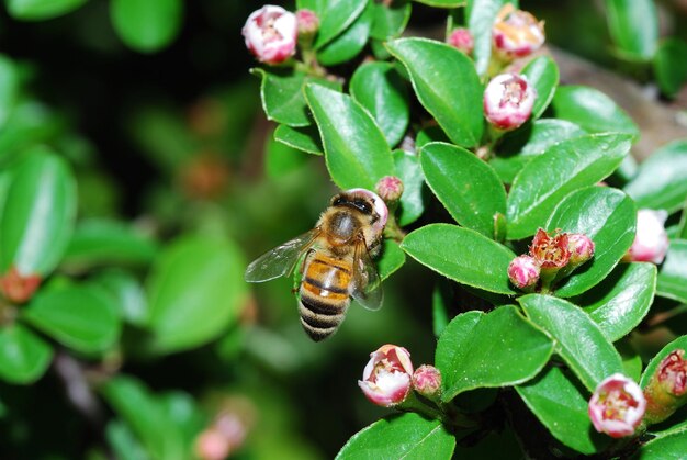 Fleissige biene bei kleiner blute im fruhling