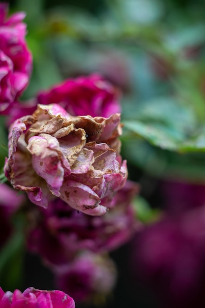 flétrissement des fleurs d'une rose de jardin sur les branches d'un arbuste dans le jardin