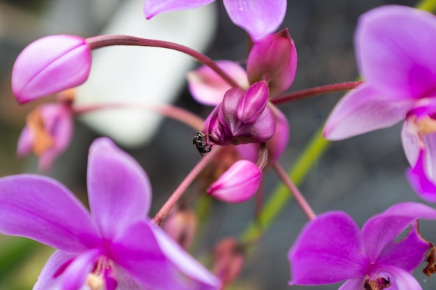 Photo fleur avec abeille