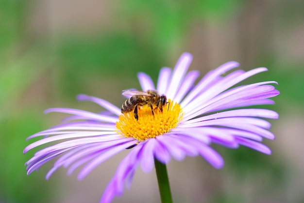 Fleur et abeille