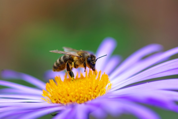 Fleur et abeille