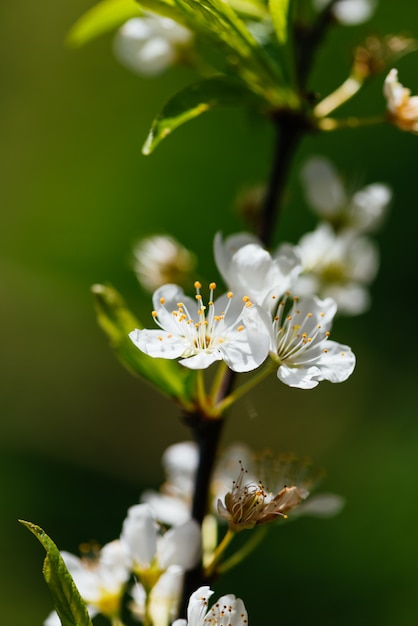 Fleur d&#39;abricot blanc frais sur fond de nature floue