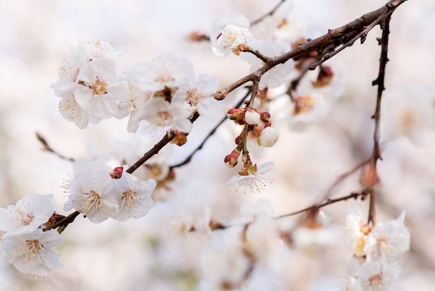 Fleur d'abricot sur la branche