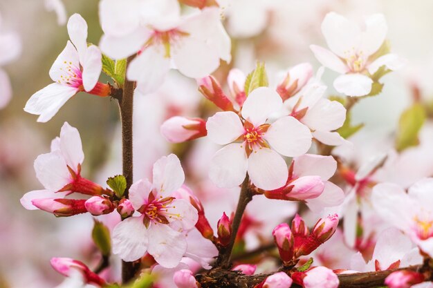 Fleur d'abricot sur une journée de printemps ensoleillée_