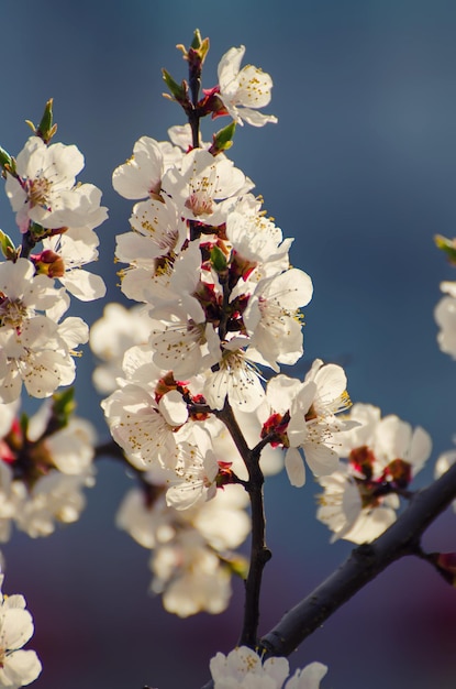 Fleur d'abricotier avec des bourgeons en fleurs à sptingtime vintage rétro fond floral faible profondeur de champ