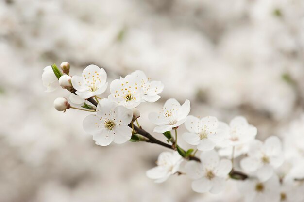 Fleur d'abricotier, fond de nature florale saisonnière, faible profondeur de champ