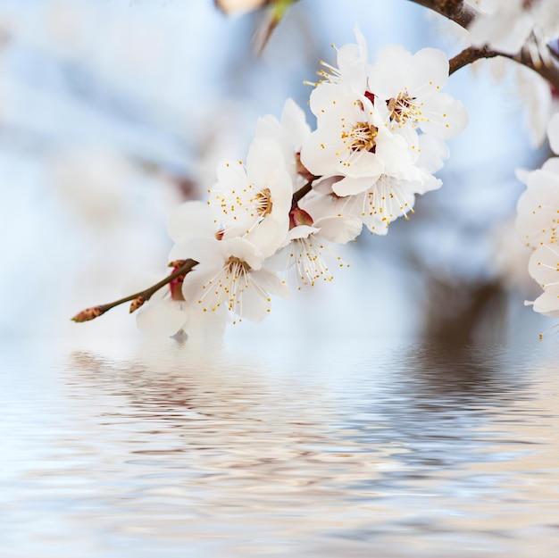 Fleur d'abricotier avec fond de nature florale saisonnière de réflexion de l'eau