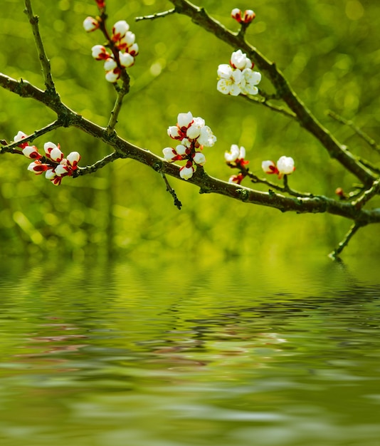Fleur d'abricotier avec fond de nature florale saisonnière de réflexion de l'eau