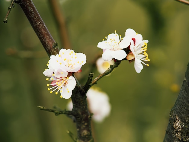 Fleur d'abricotier, fond de nature florale saisonnière