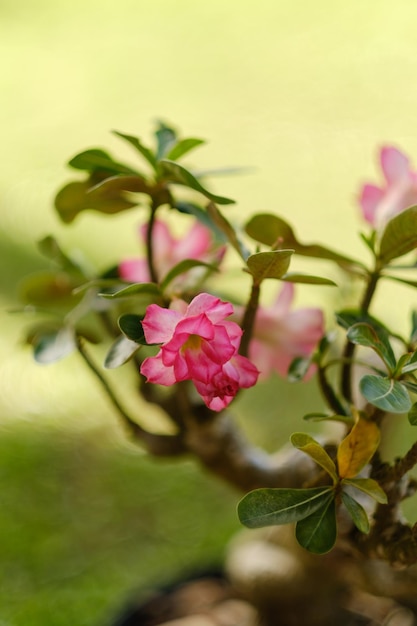 Photo fleur d'adénium obesum