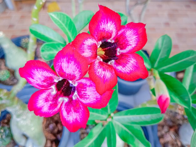 Photo fleur d'adénium rose du désert impala lily mock azalea