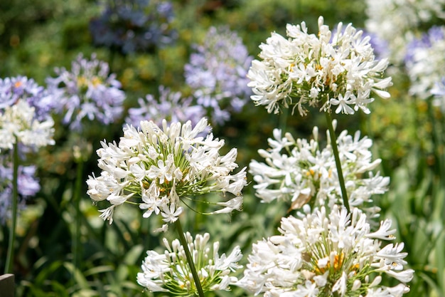 Fleur d'agapanthe blanche dans le jardin