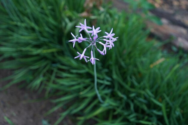 Fleur d'ail dans le jardin