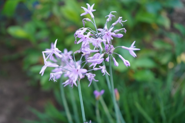 Fleur d'ail dans le jardin