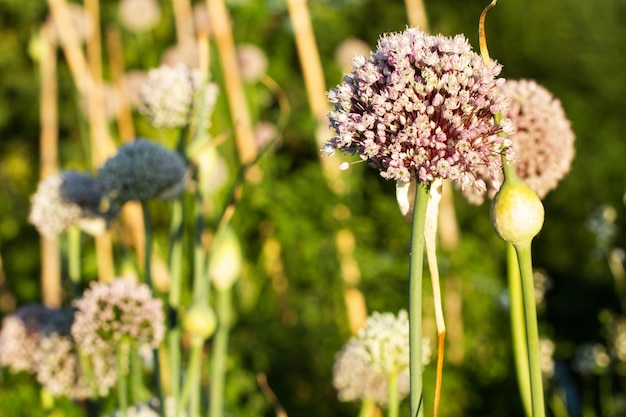 Fleur d'ail sauvage dans une journée ensoleillée dans une vue rapprochée