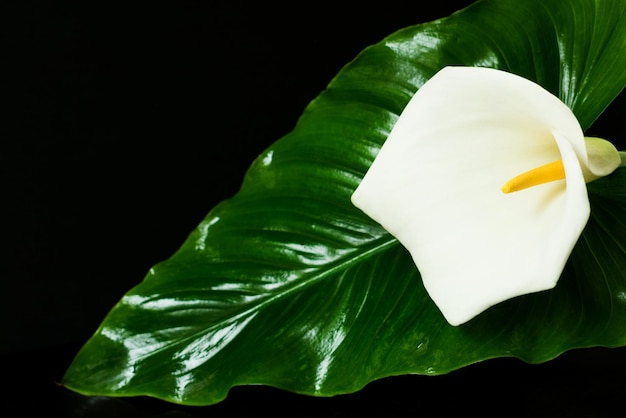 Fleur d'Alla sur fond noir