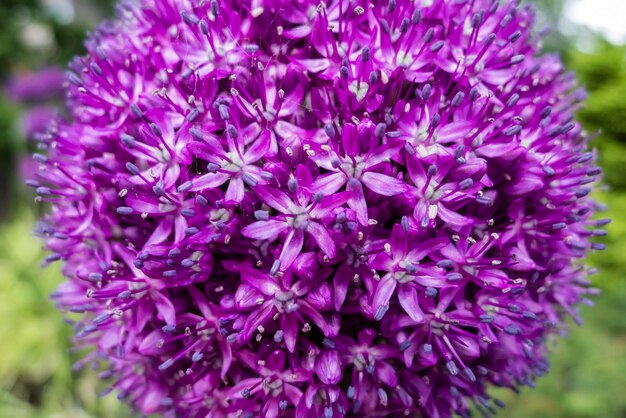 Fleur d'allium ornementale