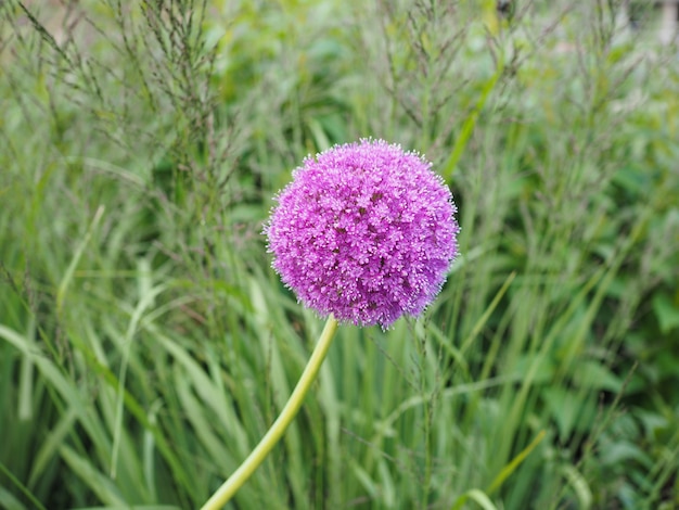 Fleur d'allium violet