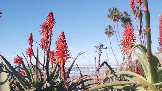 Fleur d'aloès rouge fleur plante succulente fleurit sur la flore de la côte californienne de la plage