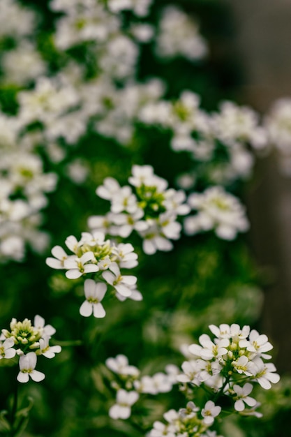 Photo fleur d'alysse douce lobularia maritima