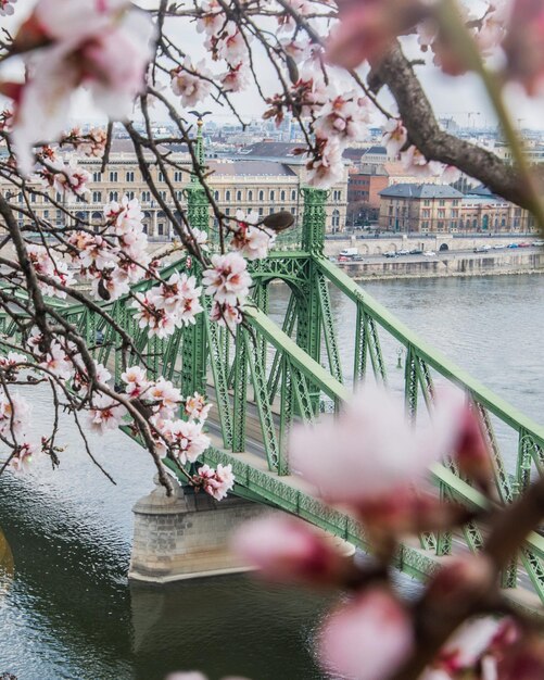 Photo la fleur de l'amandier à budapest